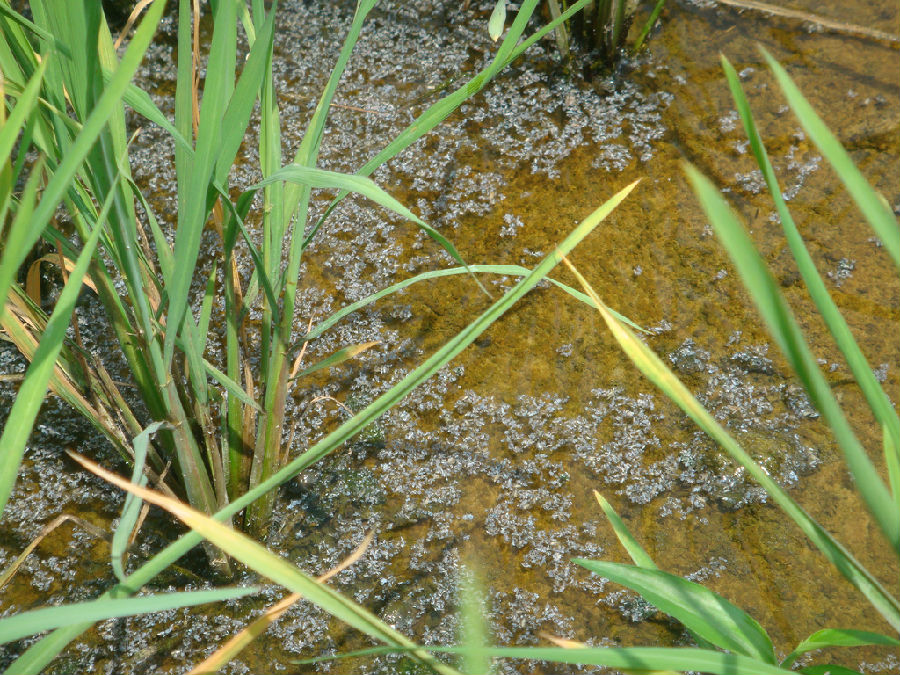 藥后稻飛虱死亡后掉落稻田.JPG